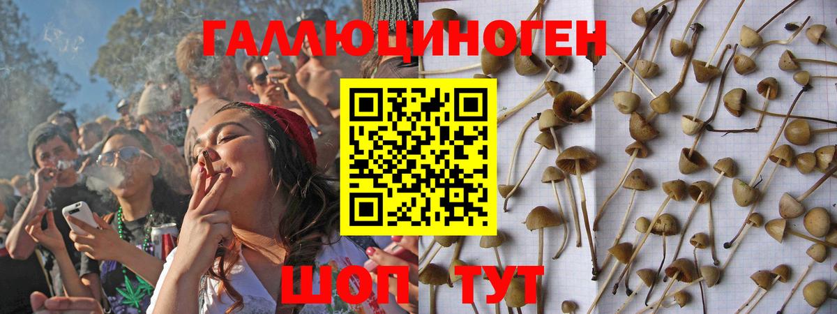 Галлюциногенные грибы Psilocybine cubensis Воркута